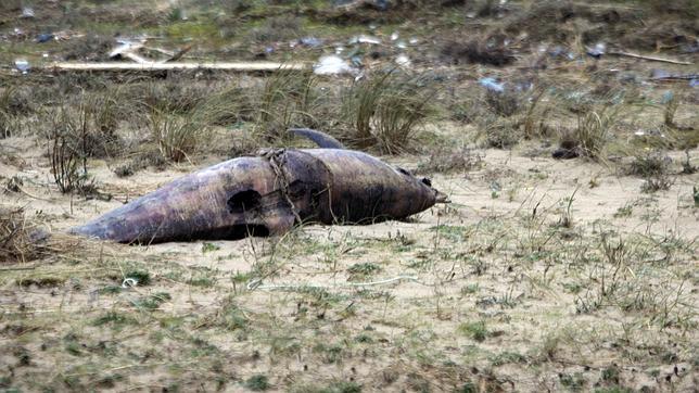 La sucesión de borrascas pulveriza los registros de varamientos en Galicia