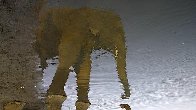 Un elefante asiático se refleja en las aguas de un río en Nepal