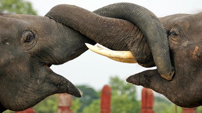 El consuelo y otros cinco comportamientos casi humanos de los elefantes