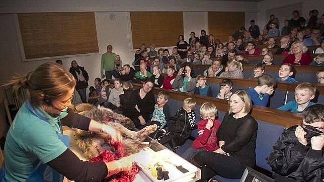 Diseccionan en Dinamarca el cadáver de un lobo delante de un grupo de niños