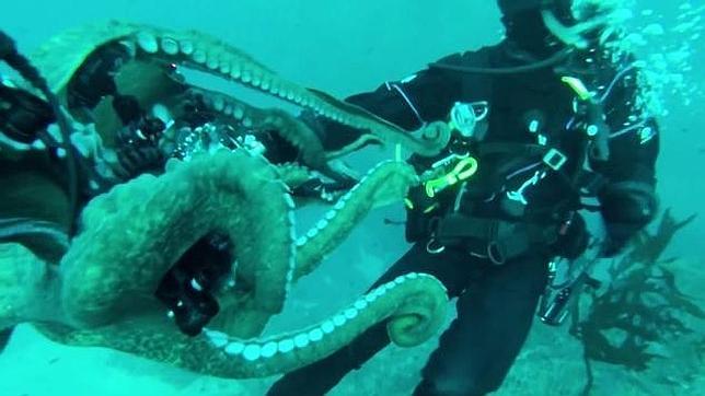 El espectacular ataque de un pulpo gigante a un submarinista en California