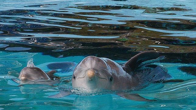 Ya es posible indentificar a tres especies de delfines en el Mediterráneo por la noche