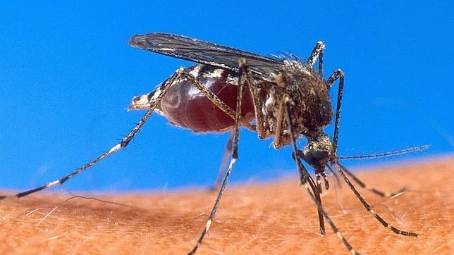 Hallan la proteína clave para la transmisión del parásito de la malaria a los mosquitos