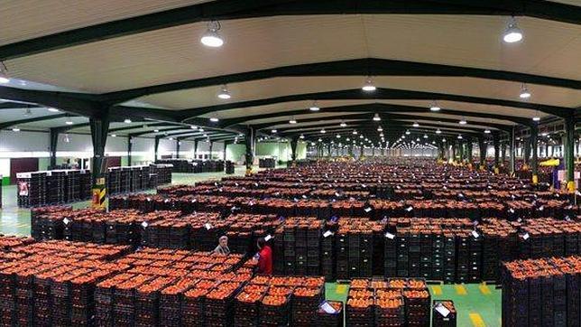 Las exportaciones de frutas y hortalizas crecieron un 11% en valor durante 2013