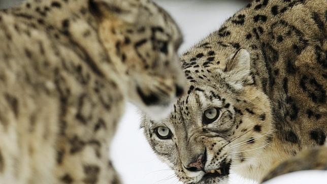 Un leopardo aterroriza a los habitantes de una localidad india desde el domingo