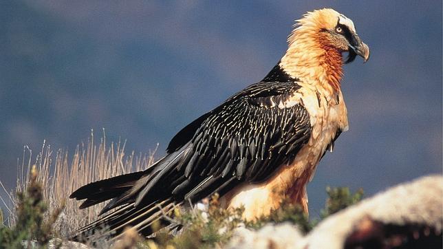 Se está gestando un proyecto global de reintroducción del quebrantahuesos en los macizos donde se extinguió