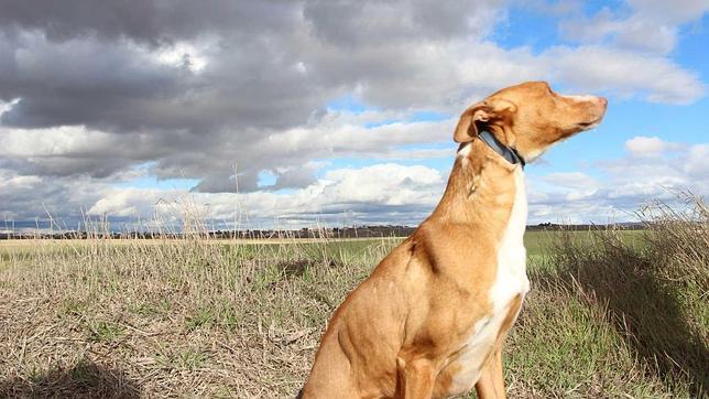 «Trullo», el perro que quiso ingresar en prisión