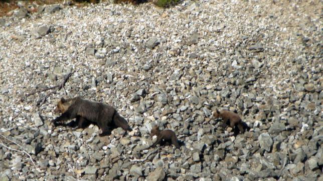 Osos en el Parque Natural palentino