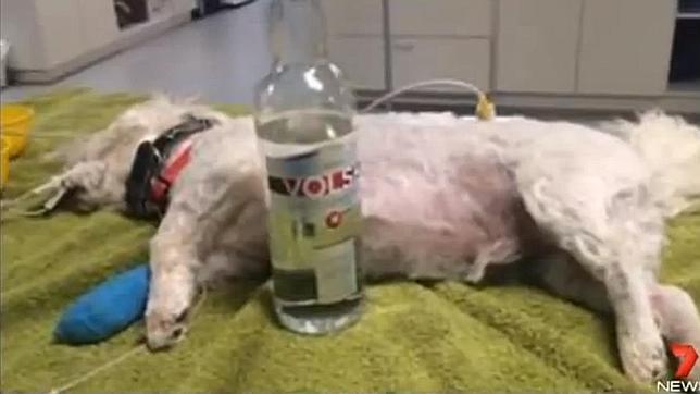 El vodka «devuelve» la vida a un perro