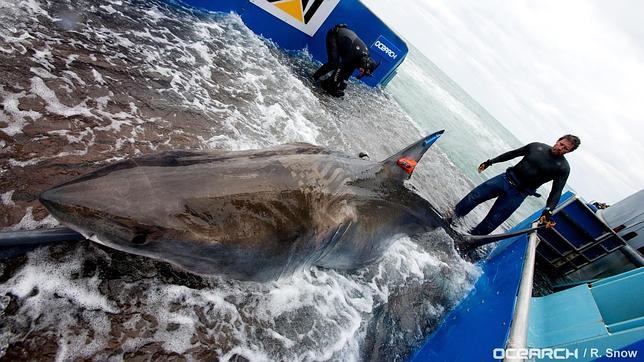 «Lydia», el primer tiburón blanco a punto de cruzar el Atlántico