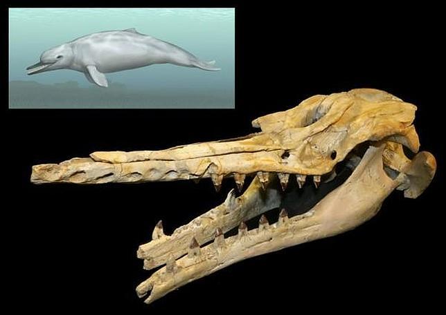 La mayor mandíbula jamás vista en un mamífero