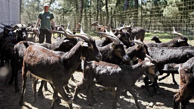 Permitidos los preparados para bebés a base de leche de cabra