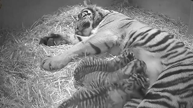 La emocionante intimidad de tres tigres de Sumatra recién nacidos