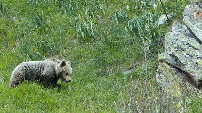 Ovejas contra osos en los juzgados
