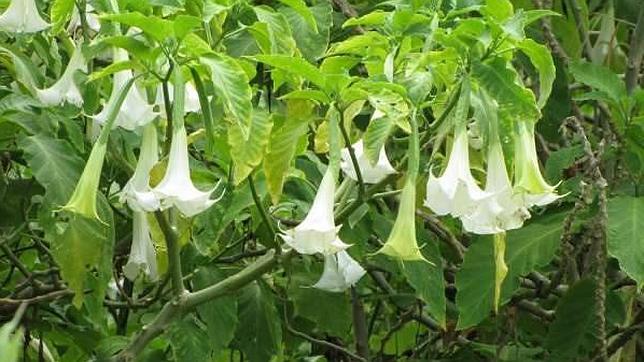 Una planta de burundanga o escopolamina