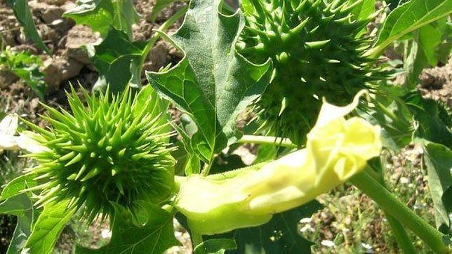 Planta de estramonio