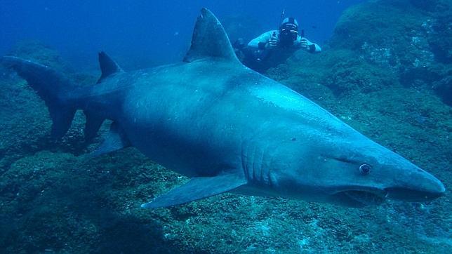 Proponen declarar las Islas Canarias santuario de tiburones y rayas