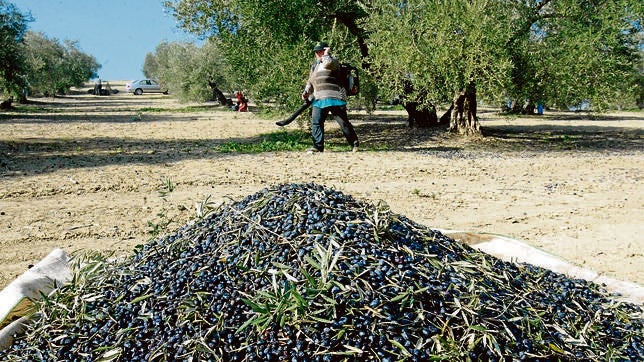 El campo sortea la crisis gracias a las exportaciones