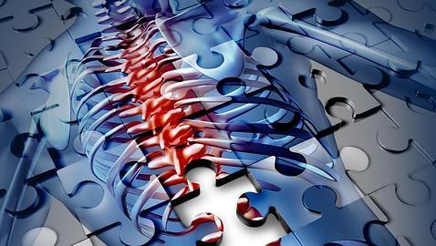 Hallan una proteína clave en la regeneración tras lesión medular