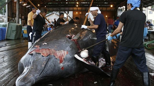 Japón suspende su programa científico sobre ballenas en el océano Antártico