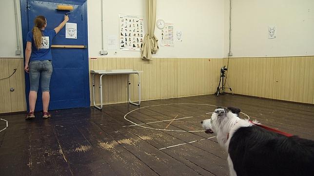 Los perros, más interesados por los humanos con objetos que por los objetos en sí mismos