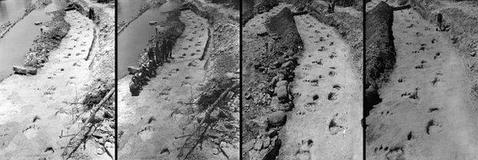 Reconstruyen una persecución de dinosaurios de hace 110 millones de años