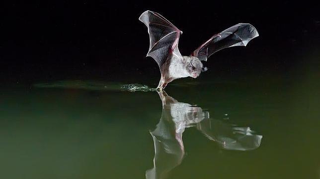 El raro murciélago pescador del Mediterráneo