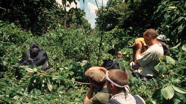 Ruanda, Uganda y la República Democrática del Congo apuestan por el turismo asociado al gorila de montaña