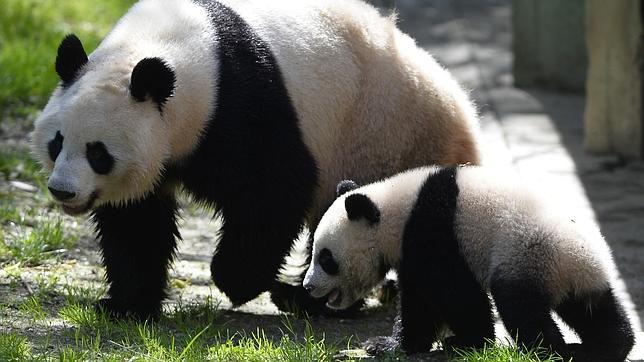La cría de oso panda da sus primeros pasos en la pradera del Zoo de Madrid