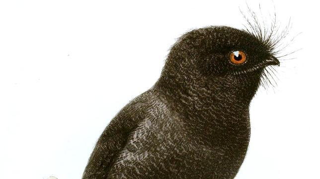 El egotelo de Nueva Caledonia