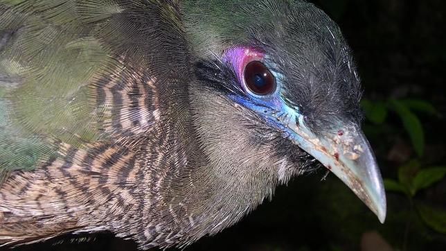 El cuco terrestre de Sumatra