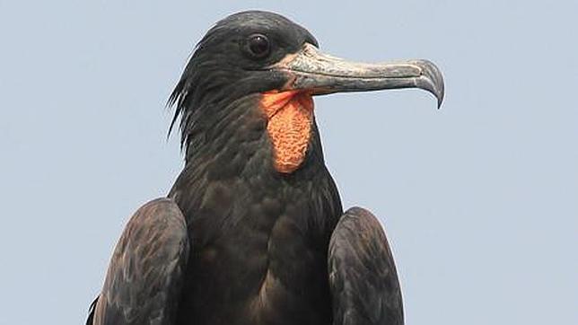 La Fragata de la isla de Navidad