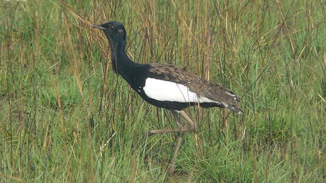 El sisón de Bengala