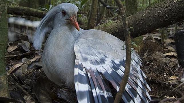 El kagu, con su hermoso plumaje ceniza
