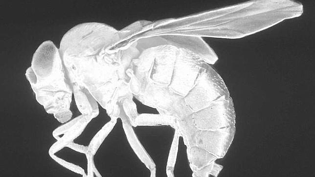 Las moscas de la fruta vuelan como aviones de combate