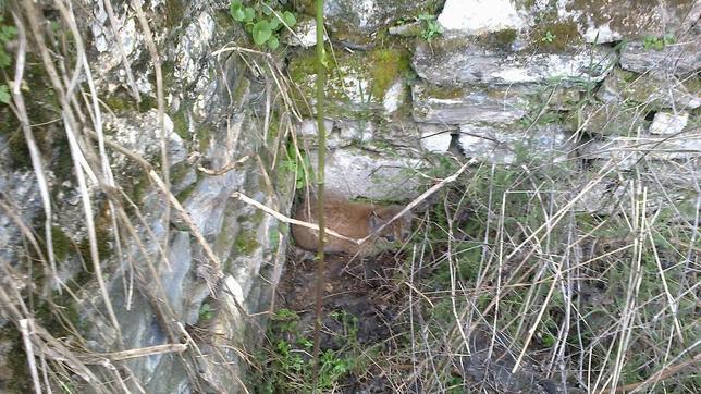 Una hembra de lince se reproduce en libertad en la zona del río Guarrizas