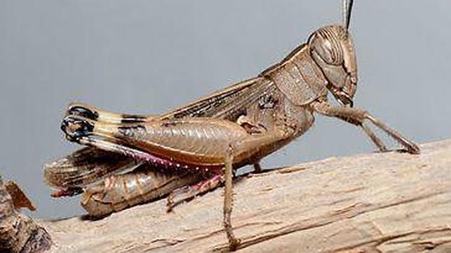 Un campo militar de maniobras, «en alerta» por los saltamontes