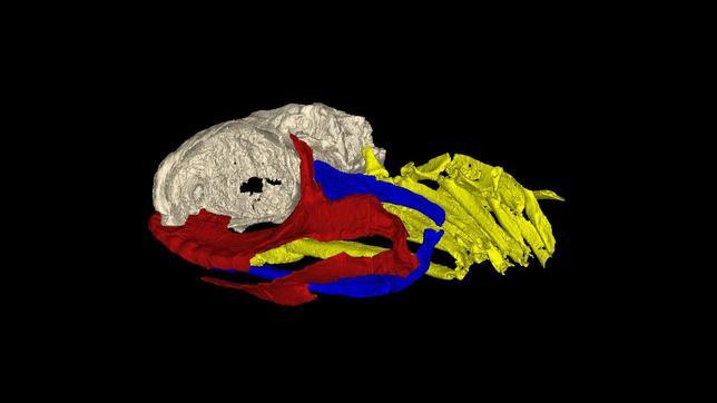 Los tiburones, no tan primitivos