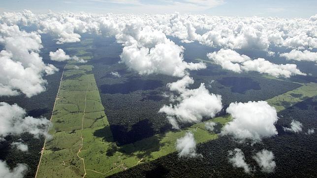 Los árboles de la Amazonía se queman más durante los años de sequía