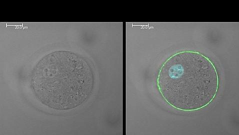 &#039;Juno&#039;, la proteína de la fertilidad