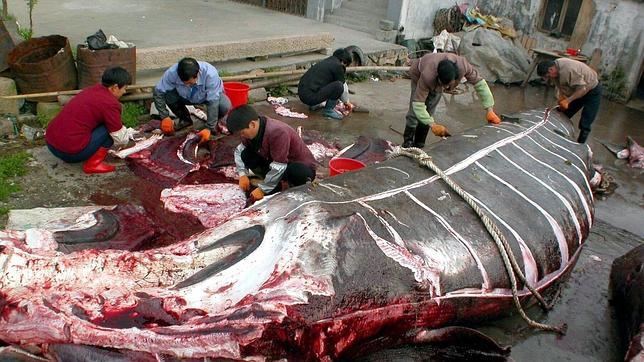 Gran parte de los japoneses apoya la caza de ballenas en el Pacífico Norte