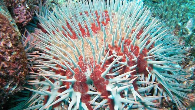 Salvar la Gran Barrera de Coral matando estrellas de mar