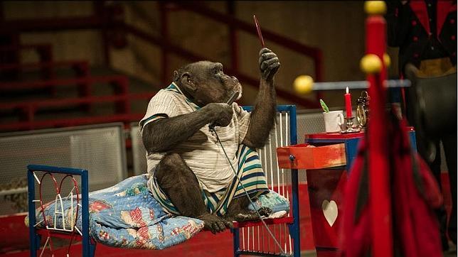 Vídeo: Un zoo alemán veja a sus 44 chimpancés