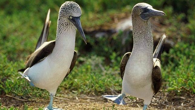 Los piqueros patiazules de las Galápagos no se reproducen