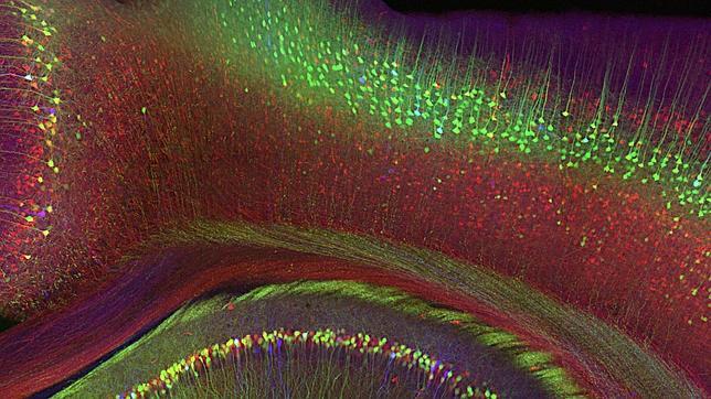Nuevas pistas en el desarrollo de la corteza cerebral