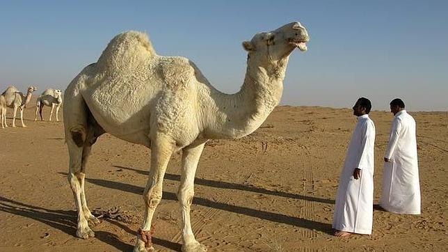 Arabia Saudí alerta del peligro de consumir carne y leche de camello