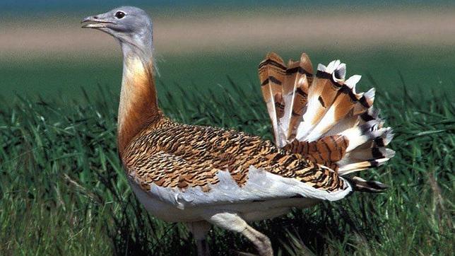 Avutarda