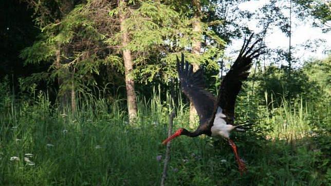 Los diez mejores espacios naturales de Castilla y León para avistar aves
