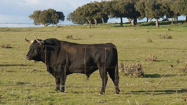 Tres rutas para conocer al toro bravo de la Comunidad de Madrid
