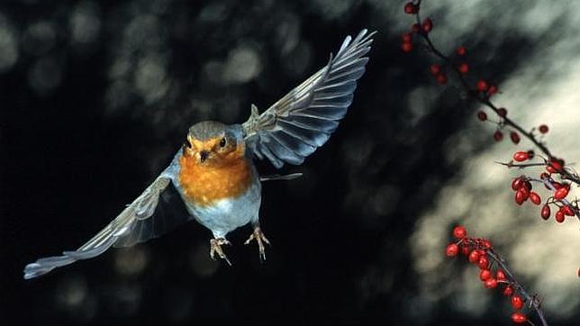 Los dispositivos electrónicos y la radio AM desorientan a las aves migratorias